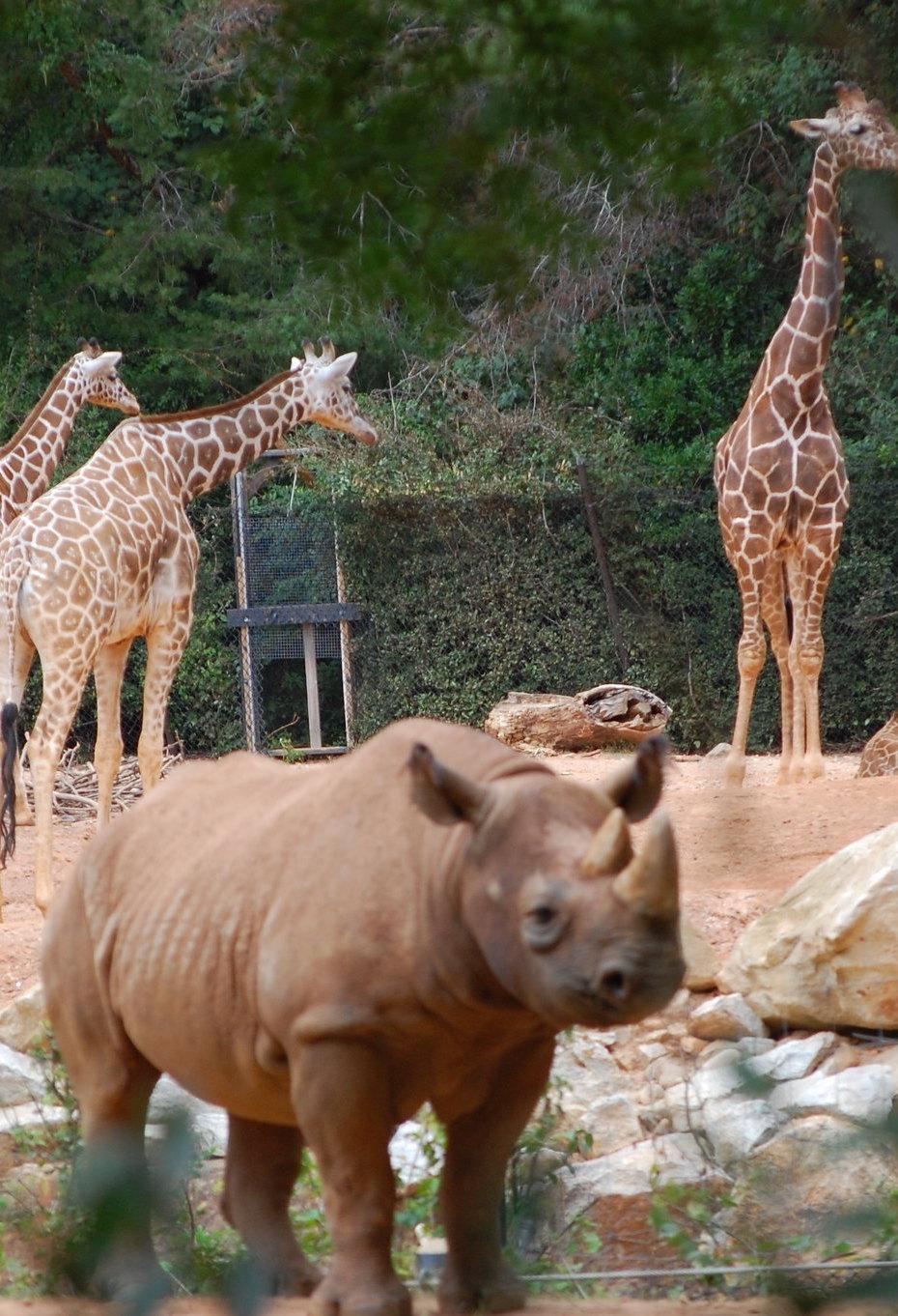 Zoo Atlanta